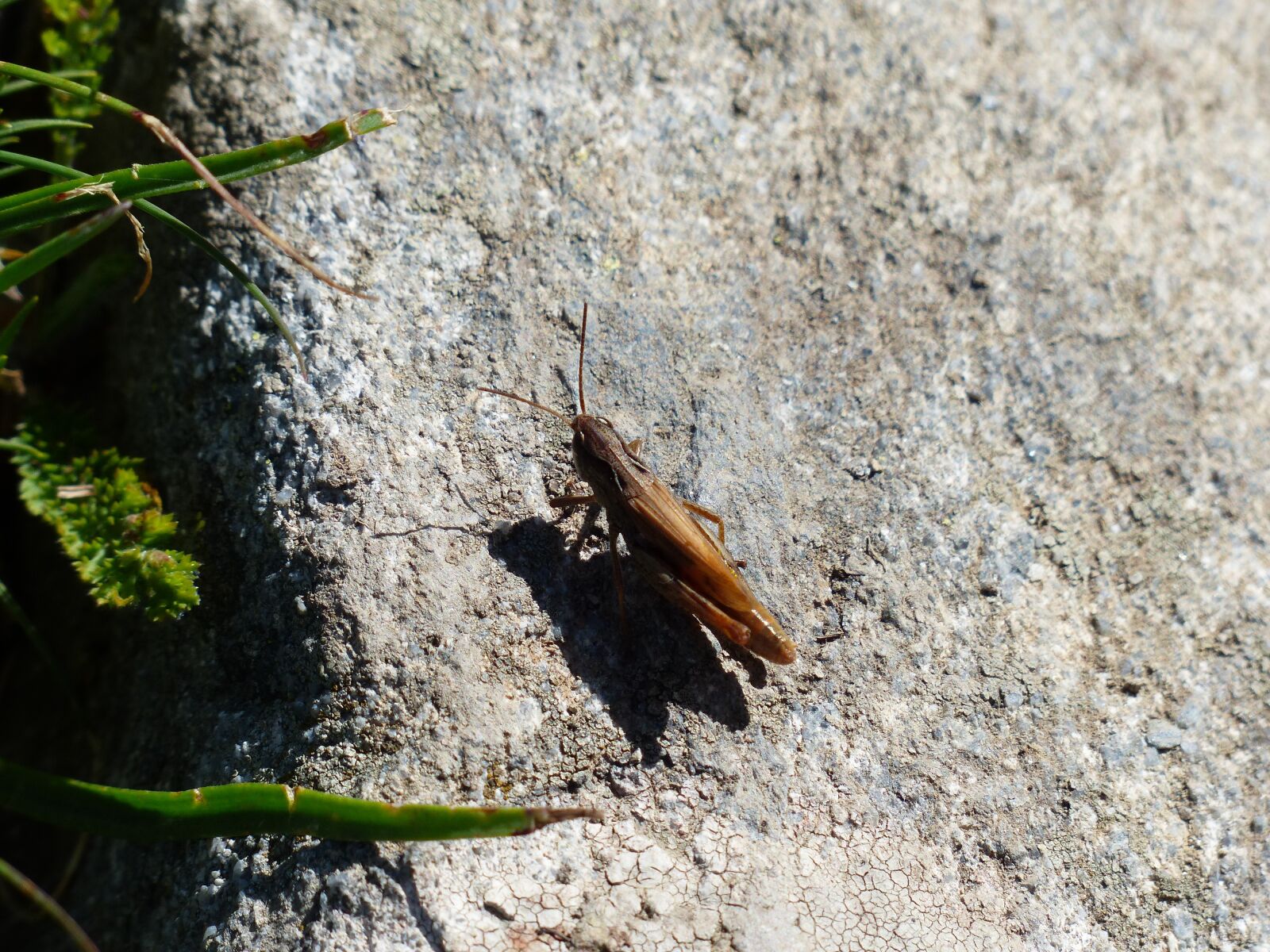 Panasonic Lumix DMC-FZ200 sample photo. Grasshopper, brown, small photography