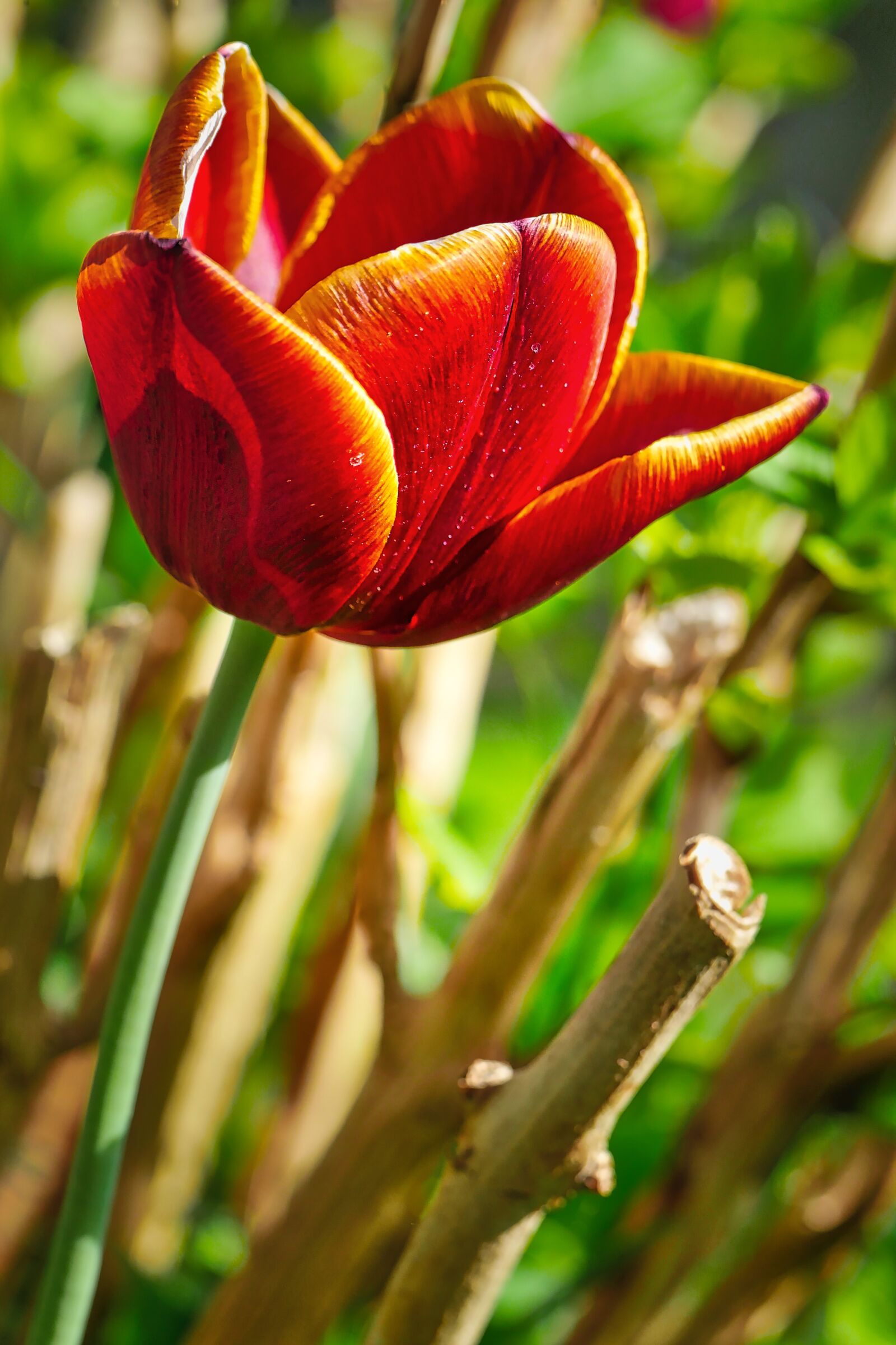 Panasonic Lumix DMC-GX8 sample photo. Nature, plant, flower photography
