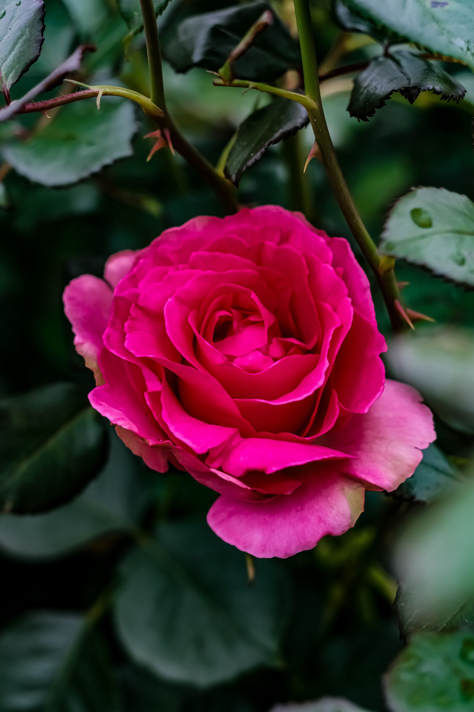 Fujifilm X-T3 sample photo. Flower, pink, nature photography