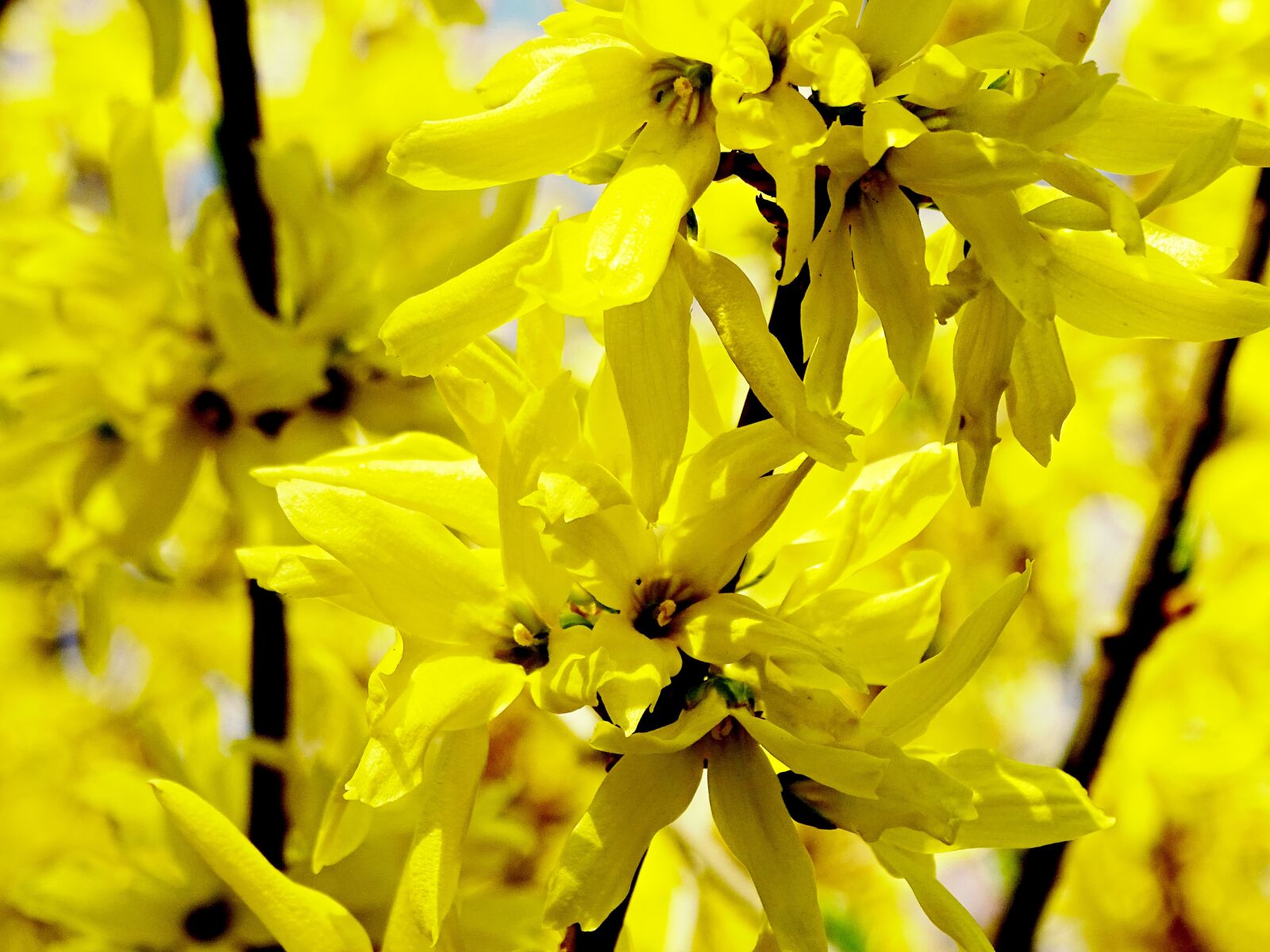 Sony Cyber-shot DSC-HX400V sample photo. Forsythia, forsythienblüte, yellow photography