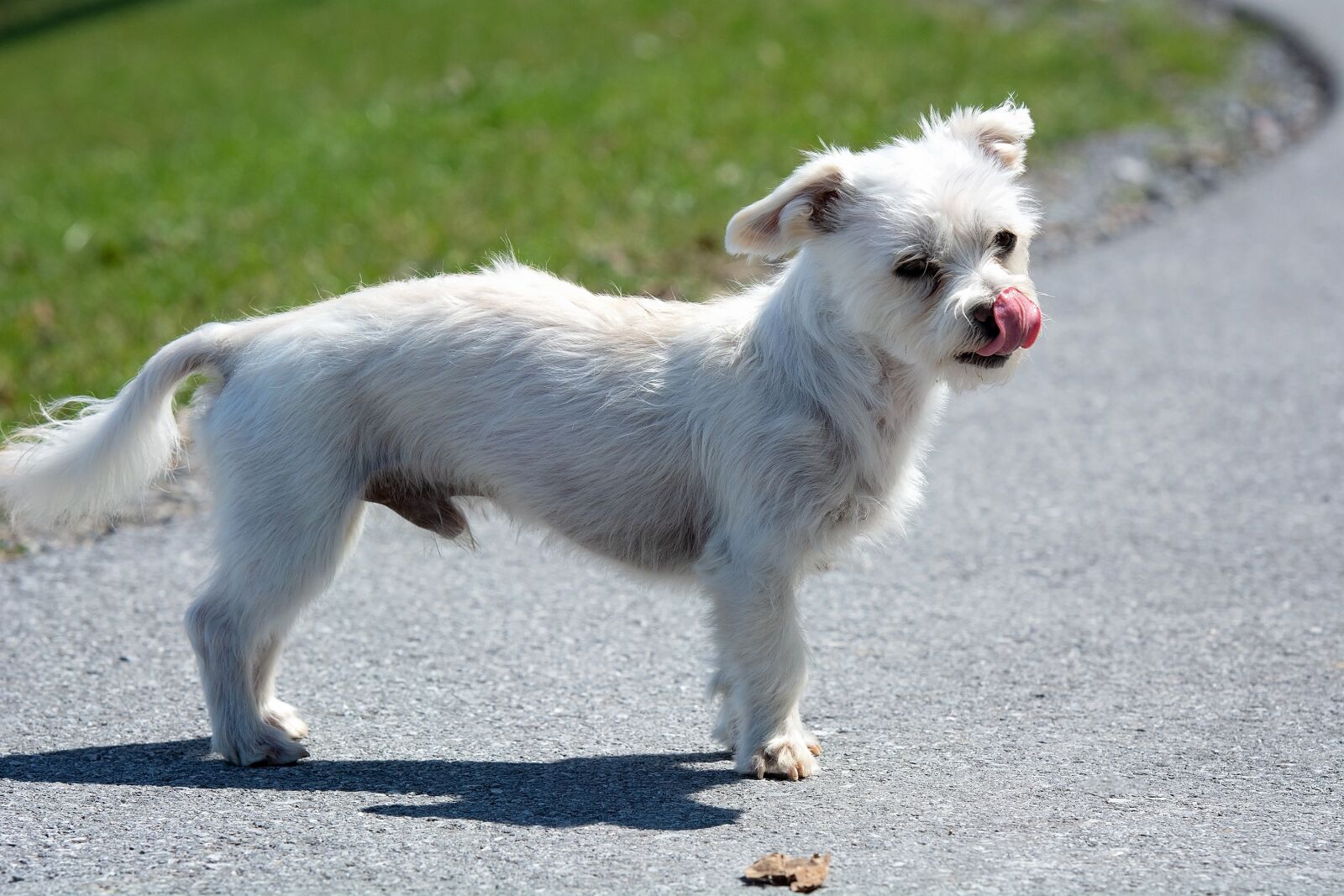 Nikon D7100 sample photo. Dog, white, out photography