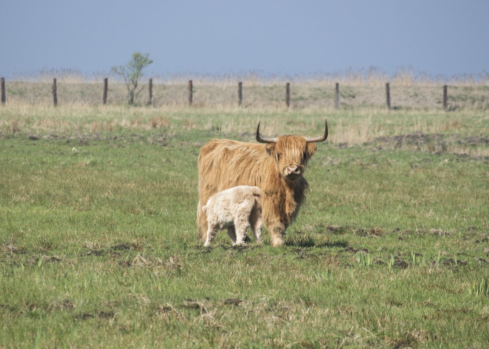 Canon EF-S 55-250mm F4-5.6 IS STM sample photo. Lawn, mammals, animals photography