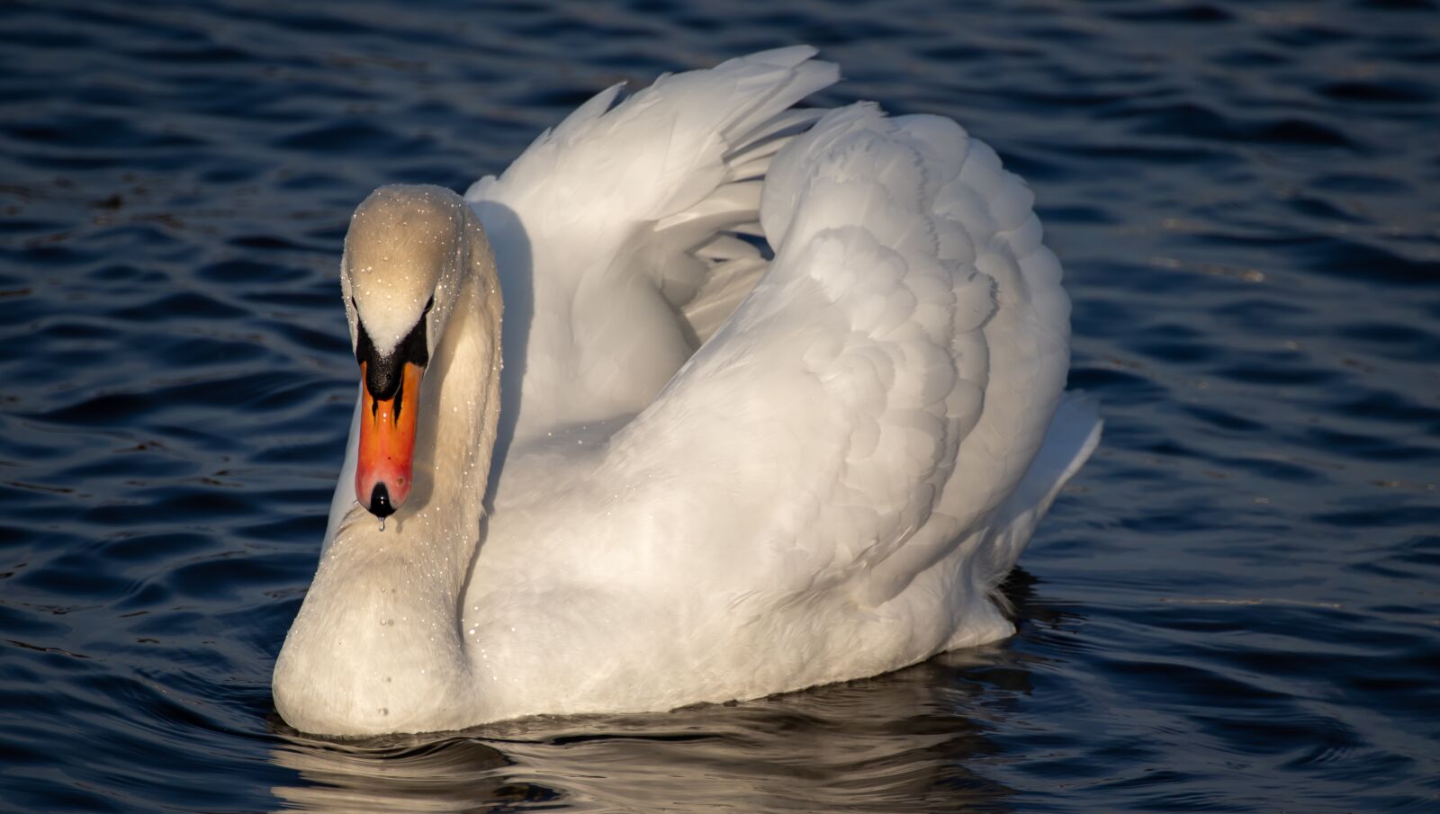 Canon EOS 200D (EOS Rebel SL2 / EOS Kiss X9) sample photo. Swan, water, bird photography
