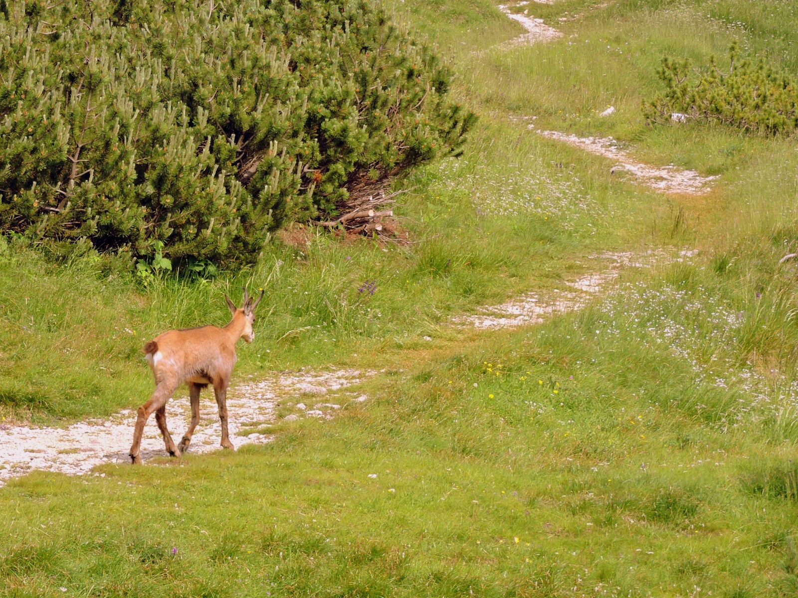 Nikon Coolpix P600 sample photo. Chamois, trail, mountain photography