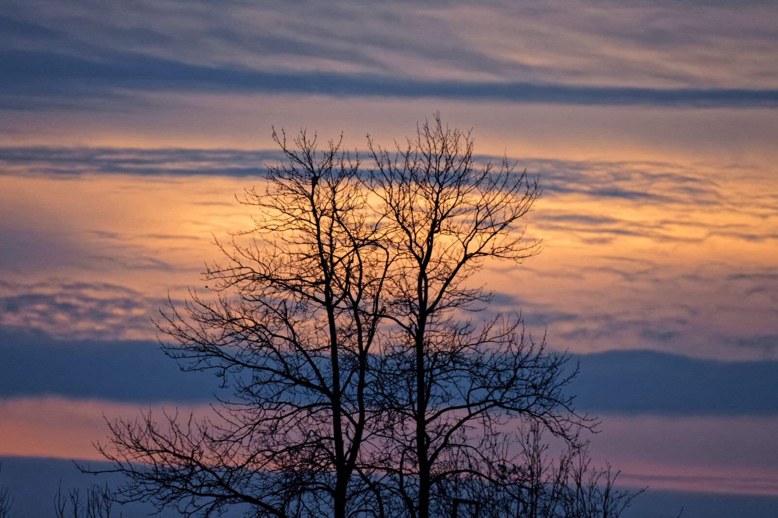 Canon EOS 500D (EOS Rebel T1i / EOS Kiss X3) sample photo. Tree, sunset, nature photography