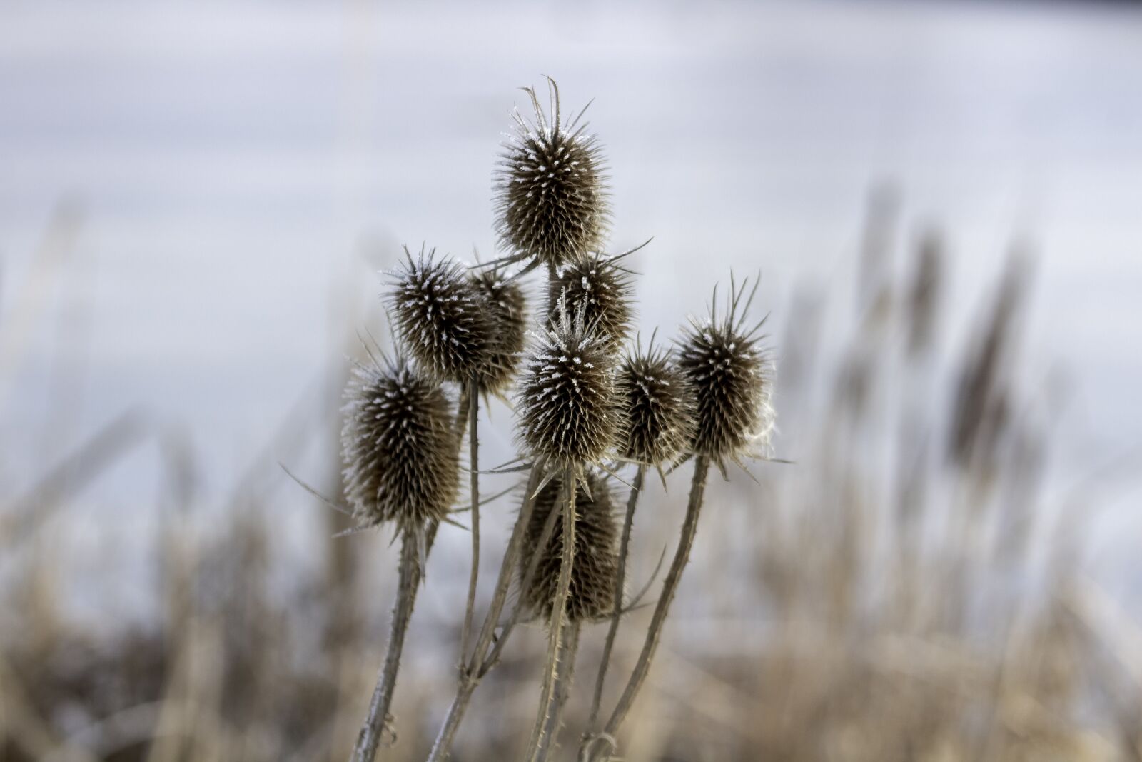 Canon EF75-300mm f/4-5.6 sample photo. Wildflower, stalk, szam rk photography