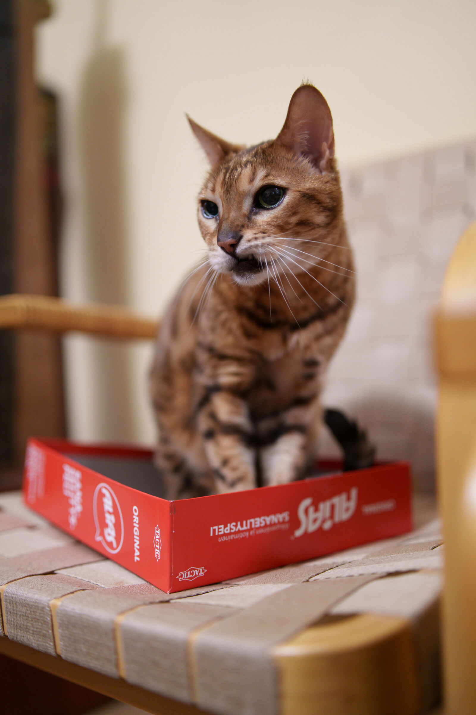 Samyang AF 35mm F1.4 P sample photo. Cat parking photography