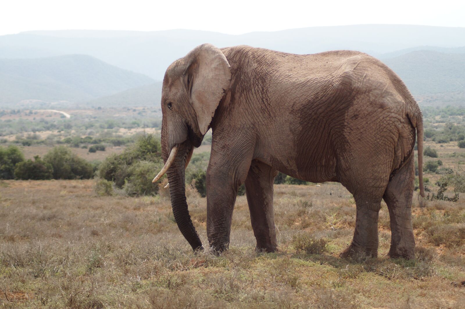Sony SLT-A58 sample photo. Elephant, safari, africa photography