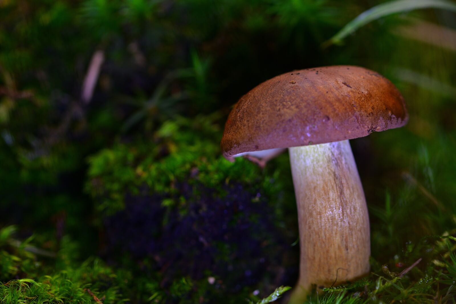 Nikon D5200 sample photo. Forest, mushroom, chestnut photography