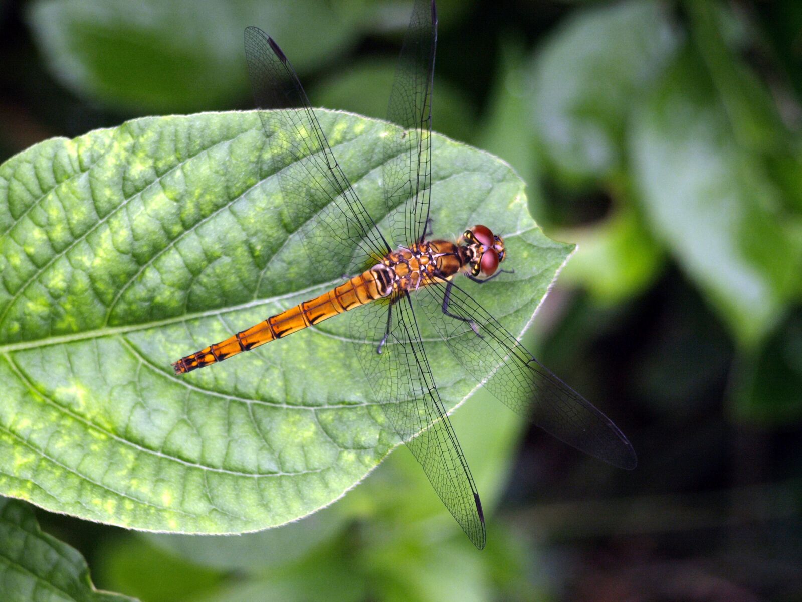 Olympus E-510 (EVOLT E-510) sample photo. Dragonfly, seasonal, summer photography