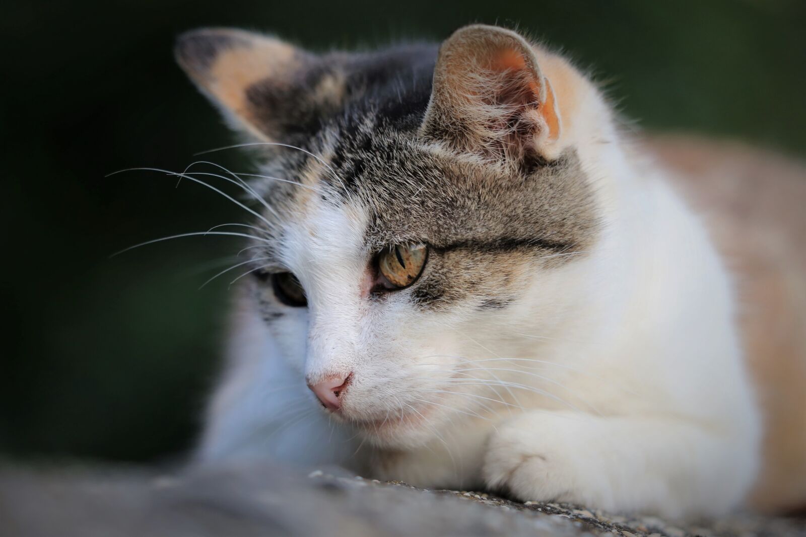 Canon EF 70-300 F4-5.6 IS II USM sample photo. Domestic cat, animal, head photography