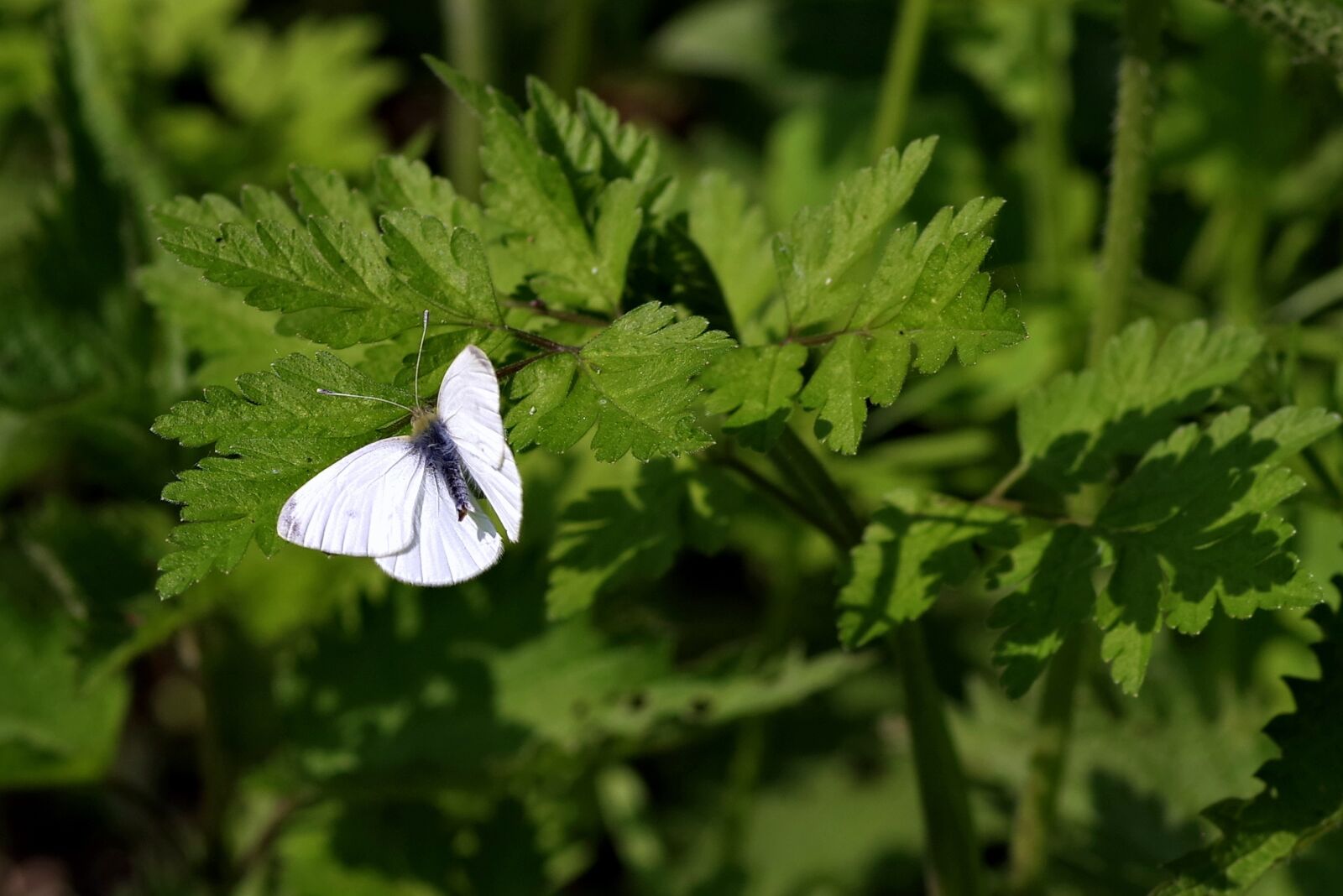 Pentax K-S2 sample photo. Bielinek, butterfly, pest photography