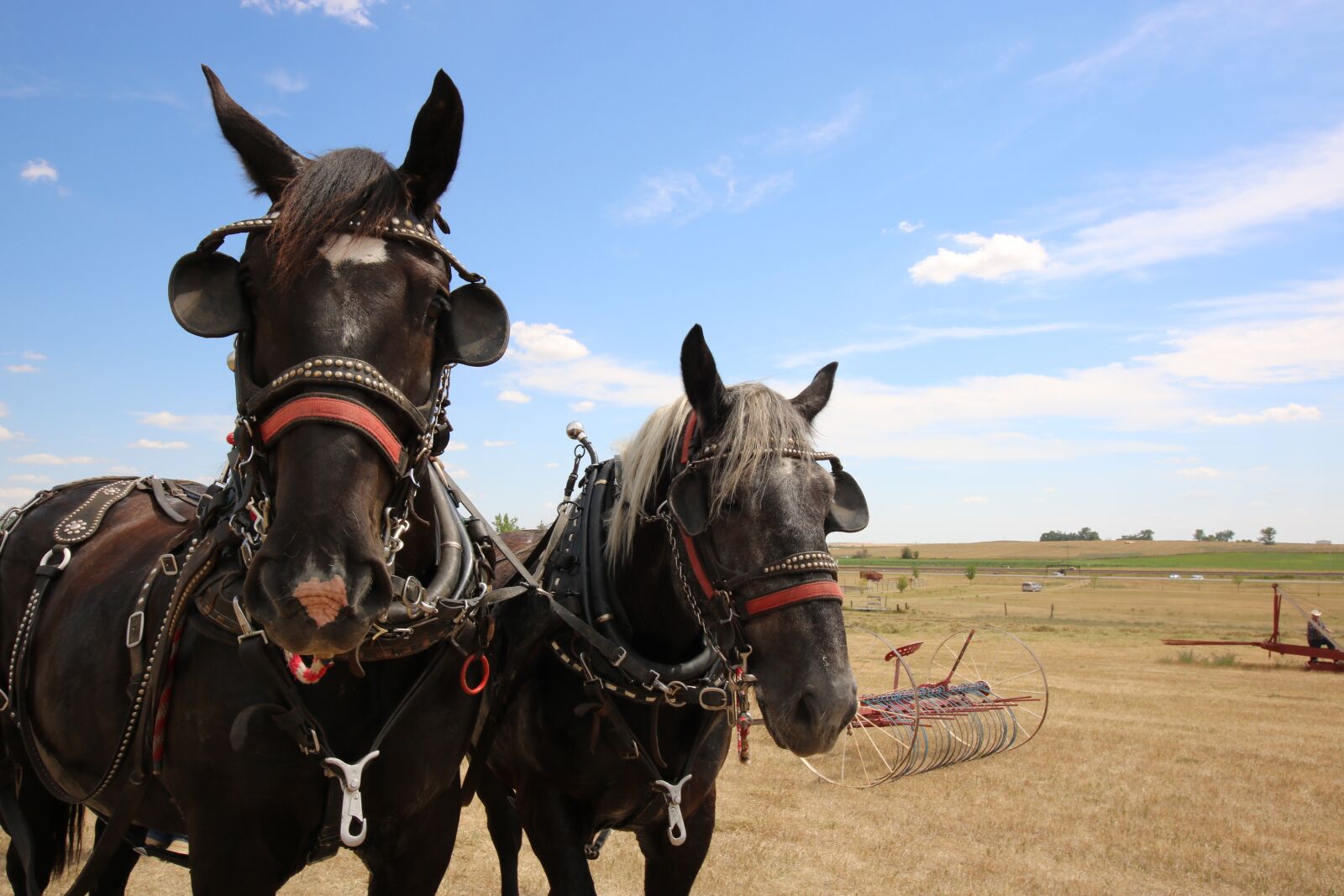 Canon EOS 750D (EOS Rebel T6i / EOS Kiss X8i) sample photo. Mammal, cavalry, farm photography