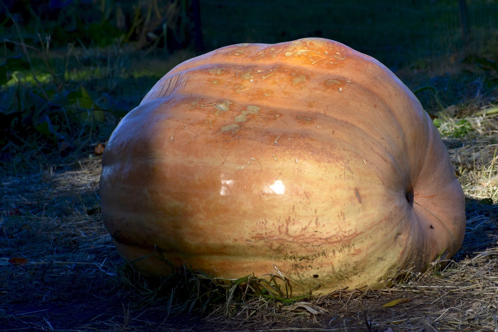 Nikon D3400 sample photo. Gourd, yellow, autumn photography