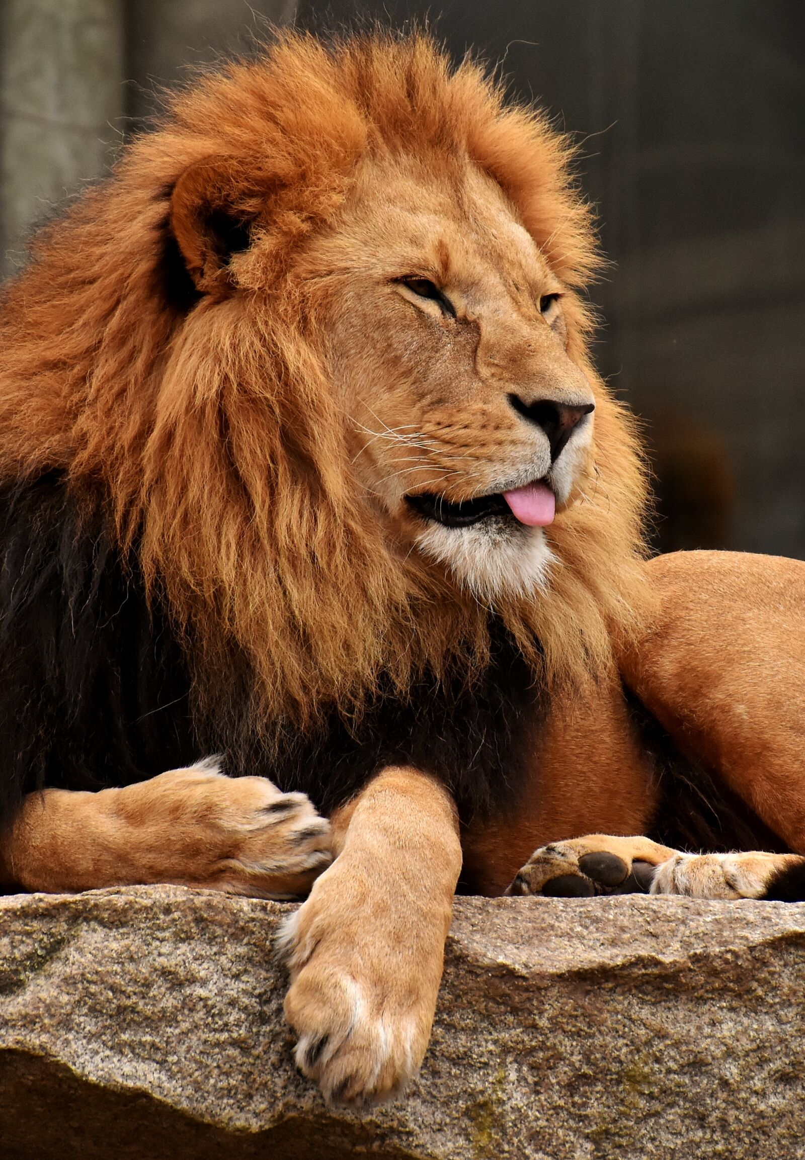 Nikon D7200 sample photo. Lion, predator, dangerous photography