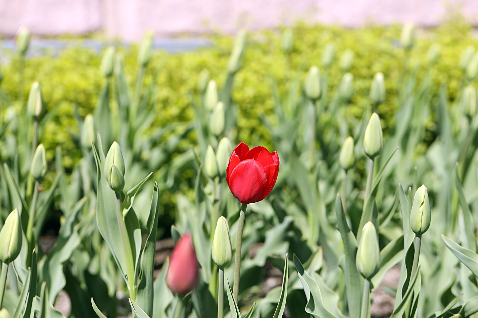 Canon EOS R sample photo. Tulip, spring, nature photography