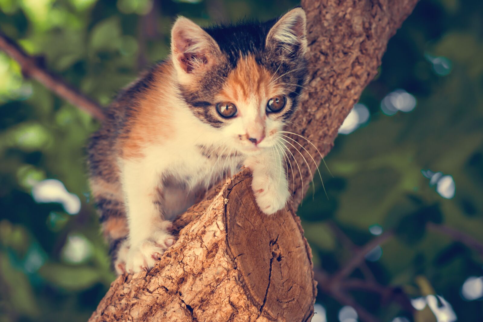Canon EOS 1300D (EOS Rebel T6 / EOS Kiss X80) sample photo. Cat, miao, merged photography