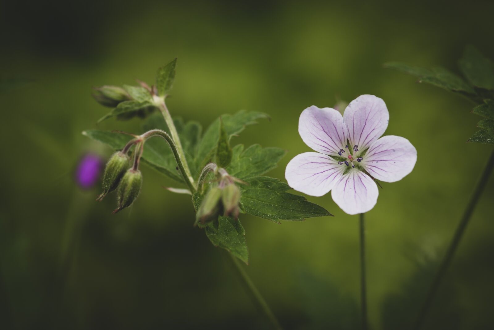 Canon EOS 70D sample photo. Summer, flowers, bokeh photography