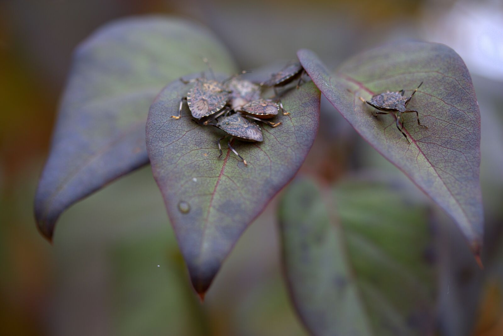 Canon EF-S 60mm F2.8 Macro USM sample photo. Insects, leaves, multiplication photography