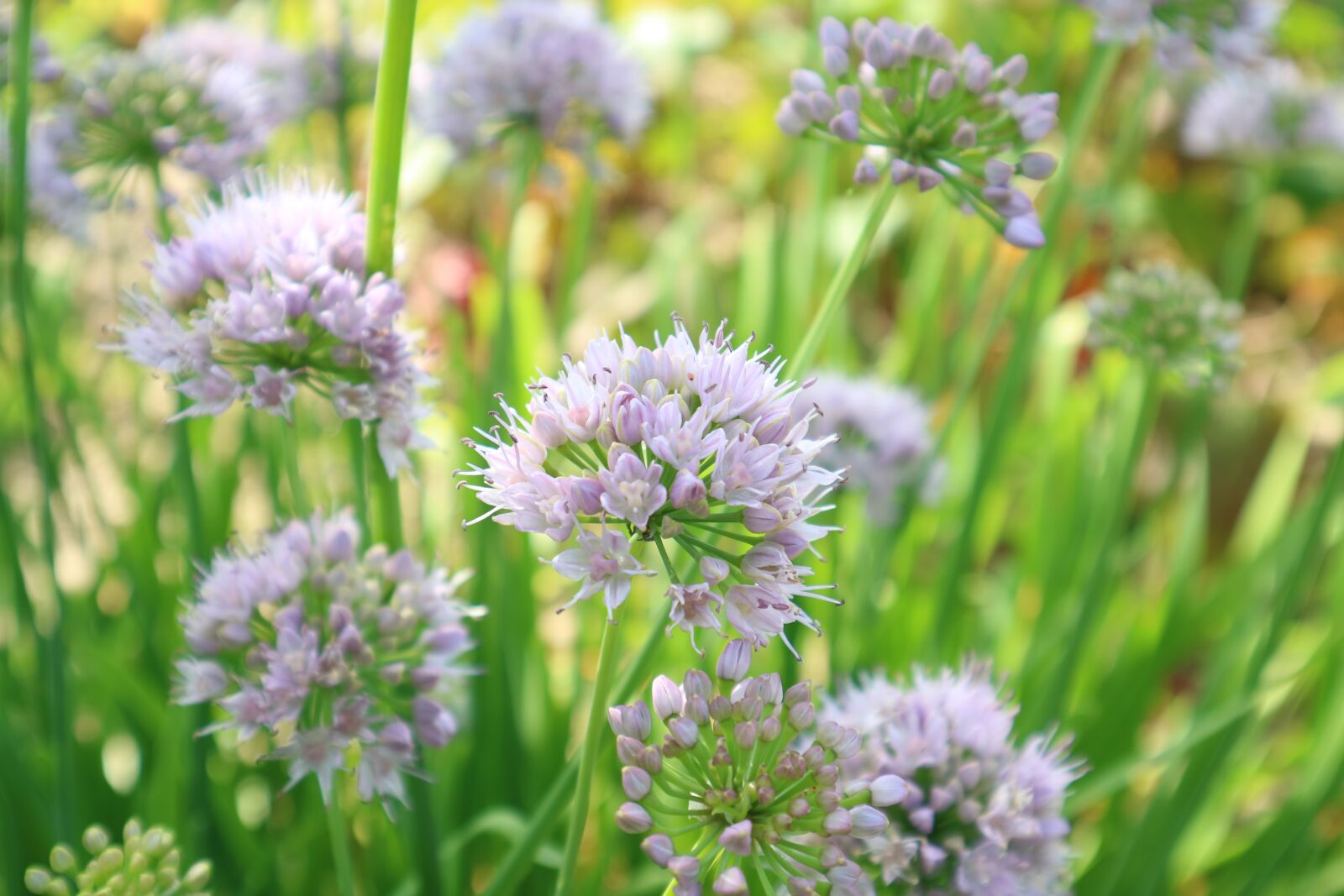Canon EOS M3 sample photo. Plants, nature, flowers photography