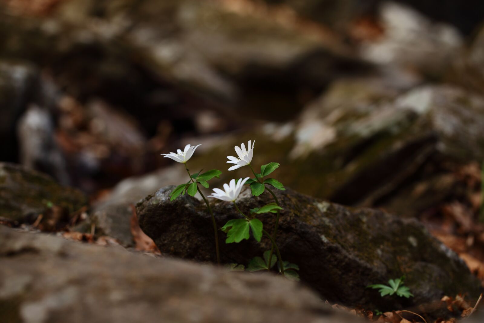 Canon EOS 5D Mark II sample photo. Nature, outdoors, leaf photography