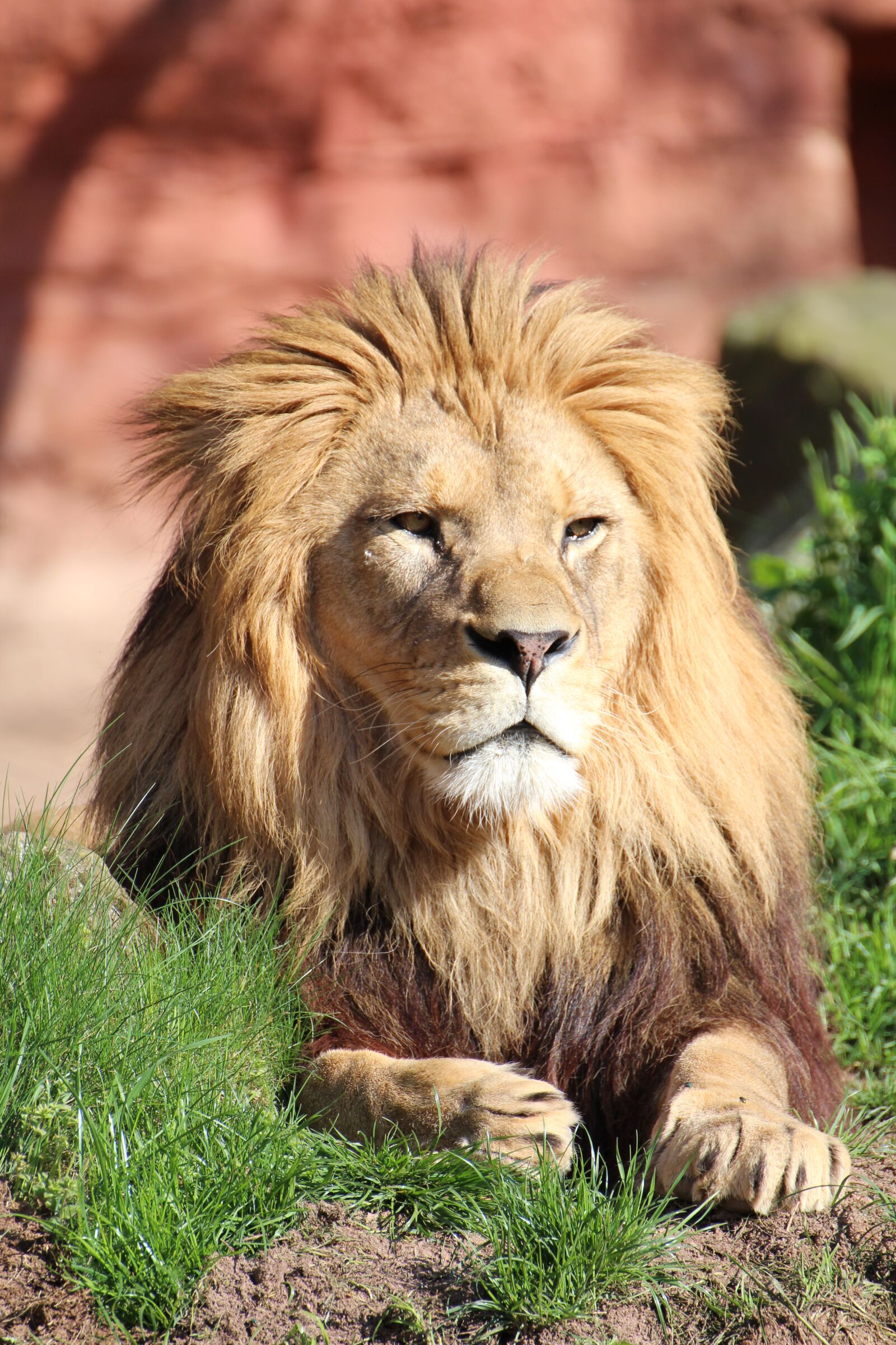 Canon EOS 700D (EOS Rebel T5i / EOS Kiss X7i) sample photo. Zoo, hanover, adventure zoo photography