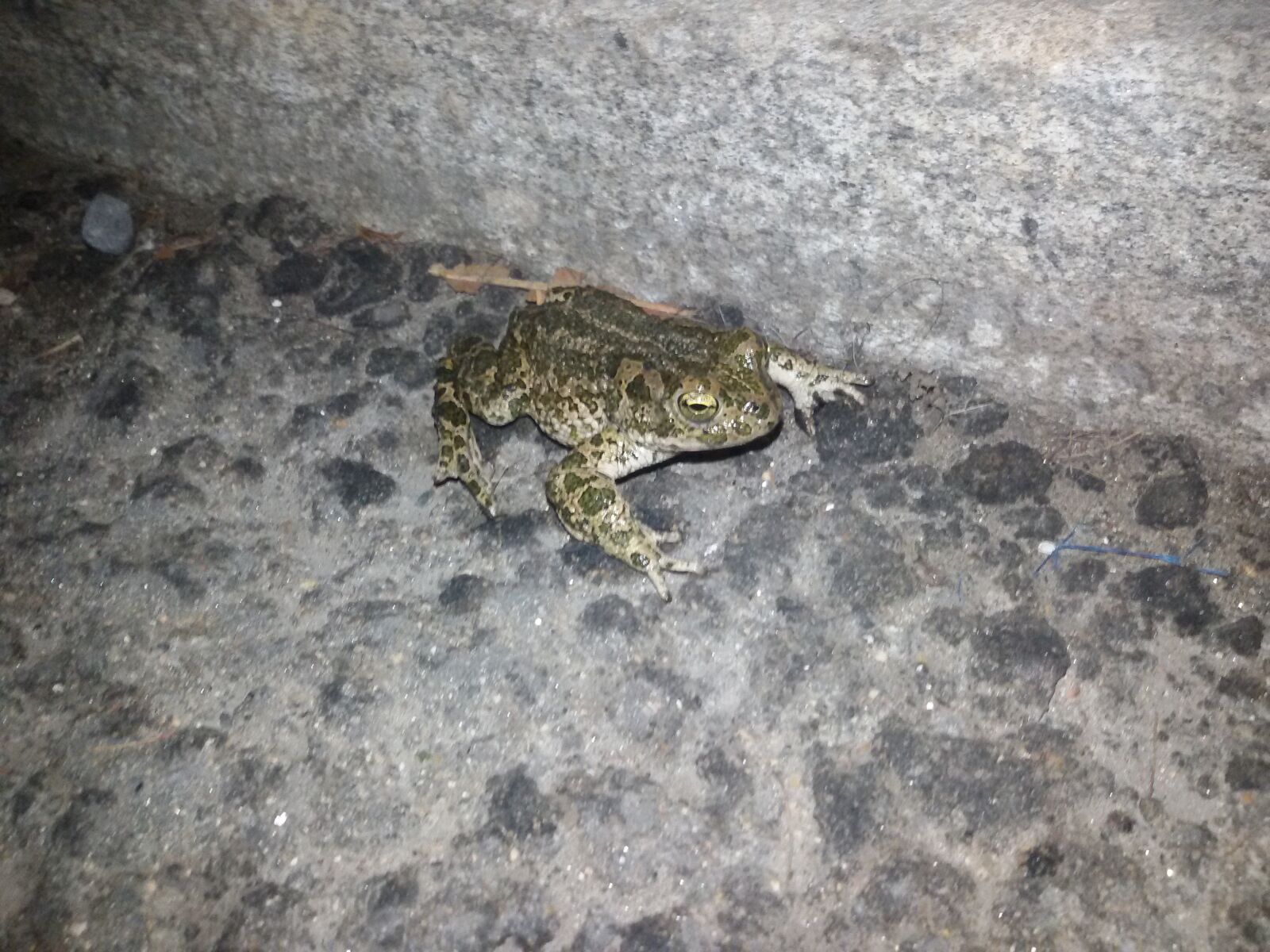 Samsung Galaxy S3 Neo sample photo. Rana, toad, animal photography