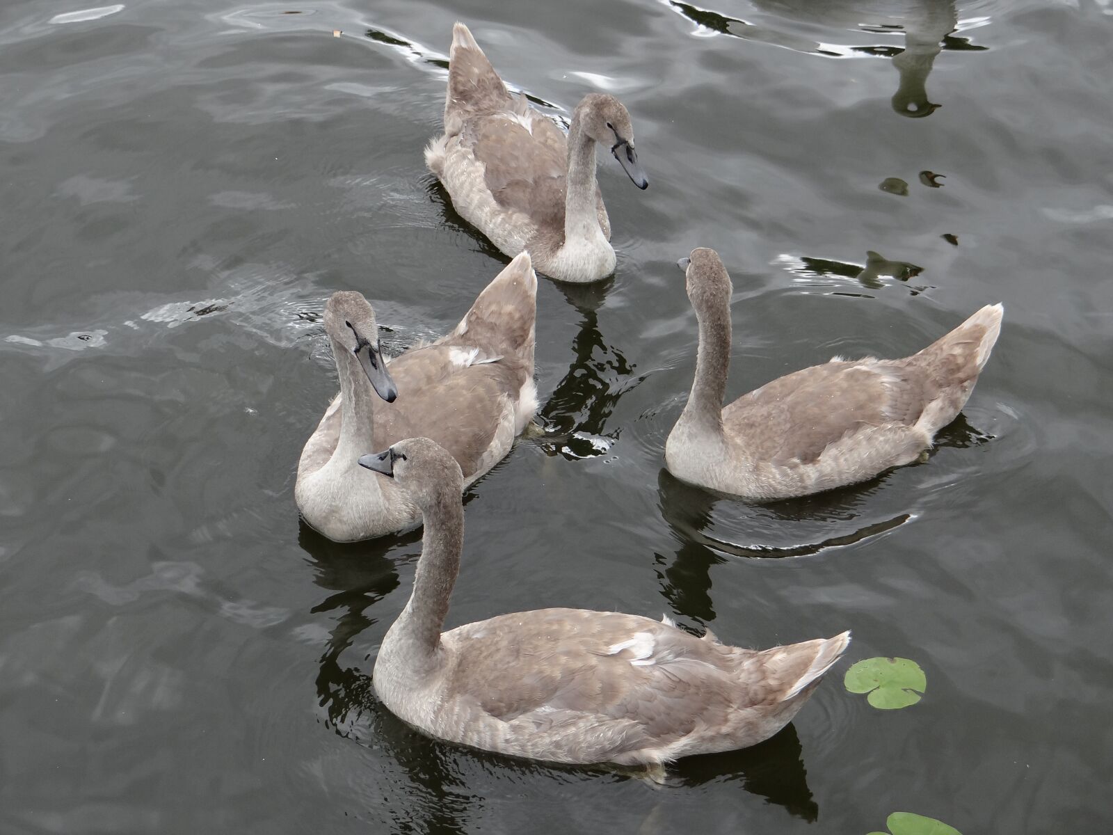 Sony DSC-HX200V sample photo. Swan, young, family photography