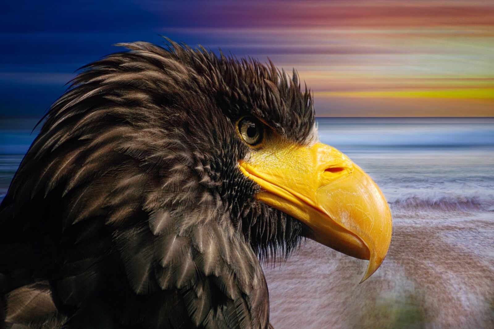 Sony DT 55-300mm F4.5-5.6 SAM sample photo. White tailed eagle, bird photography