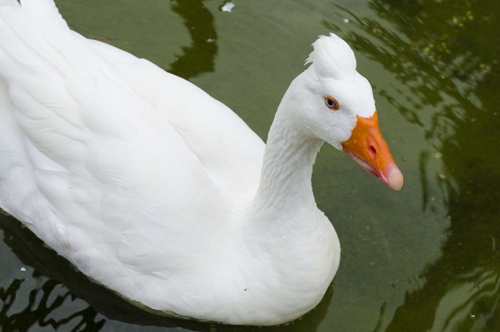 Nikon D5100 sample photo. Animal, nature, peak photography