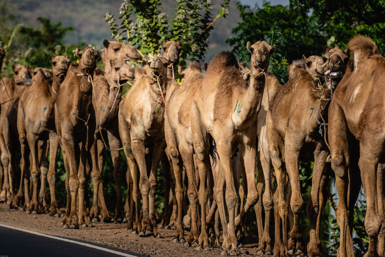 Canon EOS 7D Mark II sample photo. Ethiopia, africa, dromedary photography