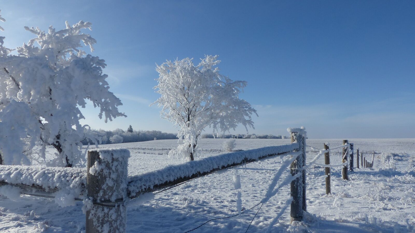Panasonic Lumix DMC-FZ200 sample photo. Hoarfrost, fence, snow photography
