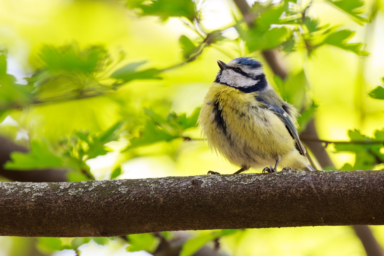 Canon EOS 5D Mark III sample photo. Animal, avian, bird photography