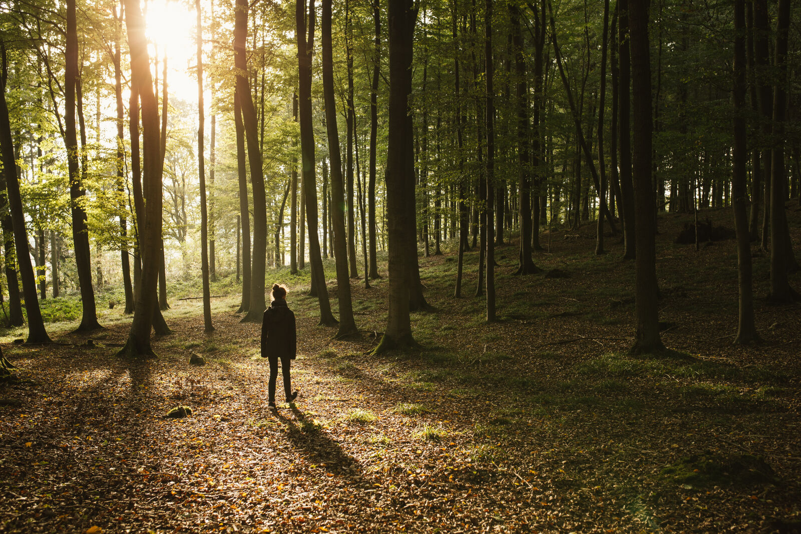 Canon EOS 6D + Sigma 35mm F1.4 DG HSM Art sample photo. Autumn, evening, fall, leaves photography