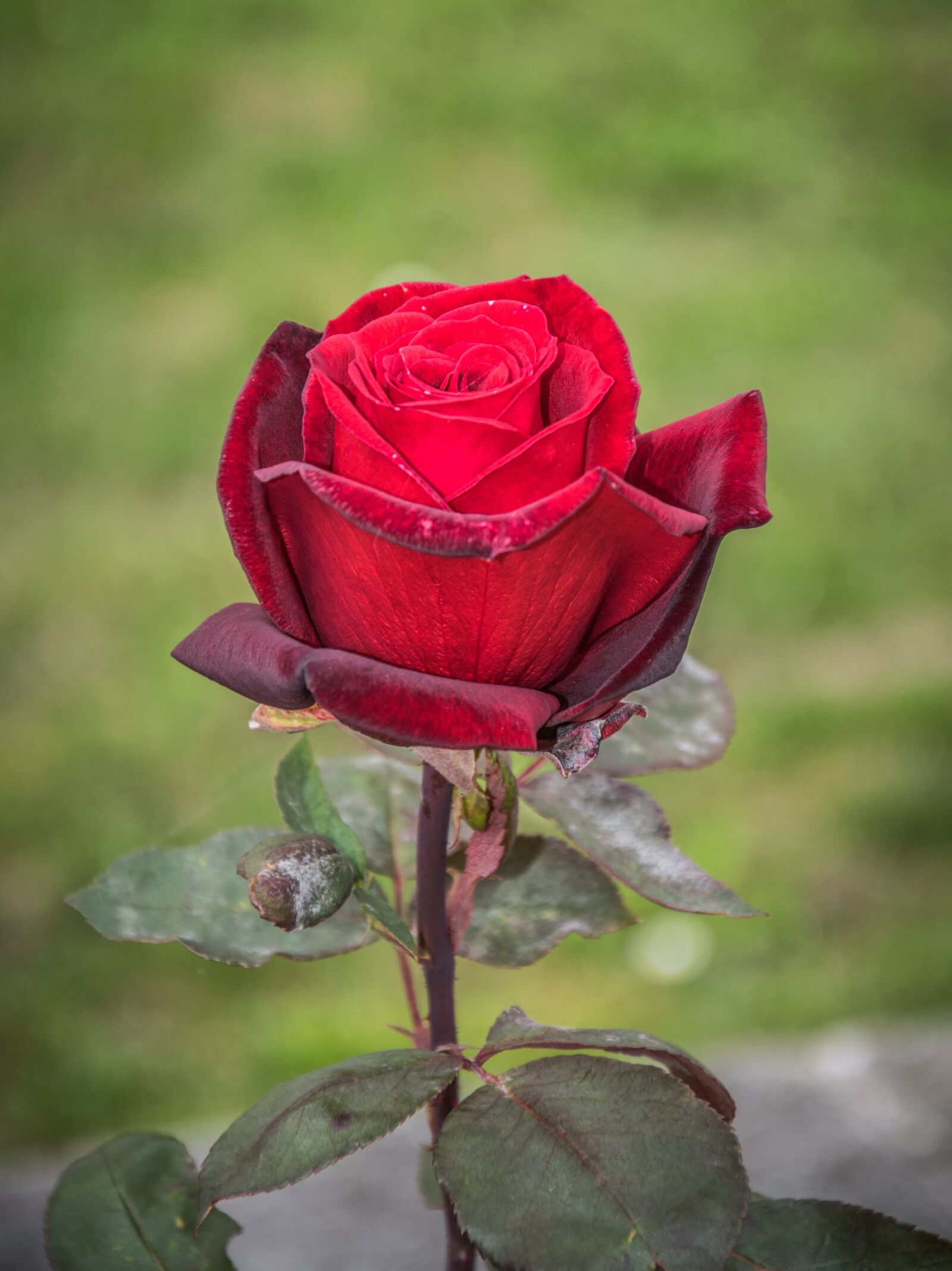 Nikon D5300 sample photo. Rose, flora, garden photography
