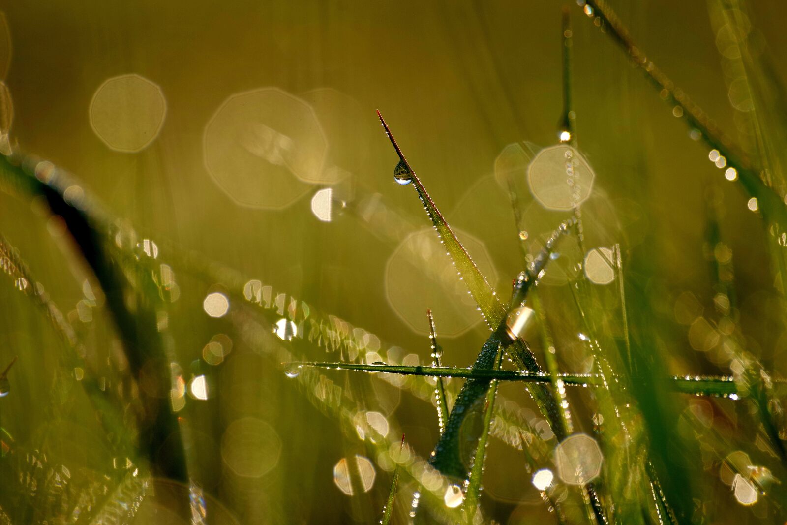 Pentax K-30 sample photo. Dew, morgentau, grass photography