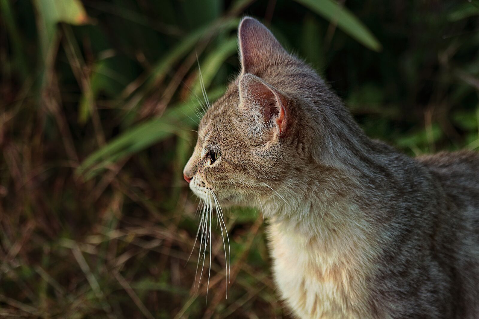 Canon EOS 650D (EOS Rebel T4i / EOS Kiss X6i) sample photo. Nature, animal, cute photography