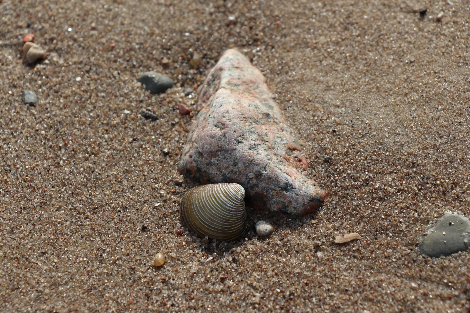 Canon EOS 650D (EOS Rebel T4i / EOS Kiss X6i) sample photo. Stone, shell, beach photography