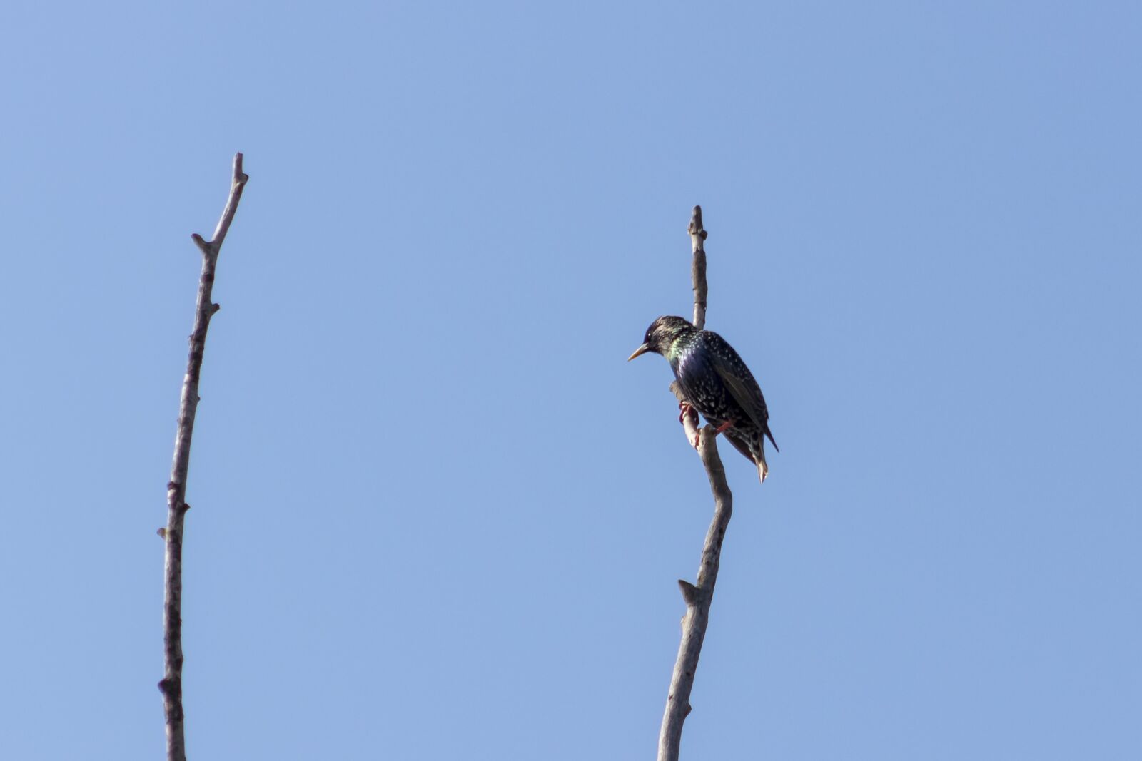 Canon EF75-300mm f/4-5.6 sample photo. Starling, rig f l photography