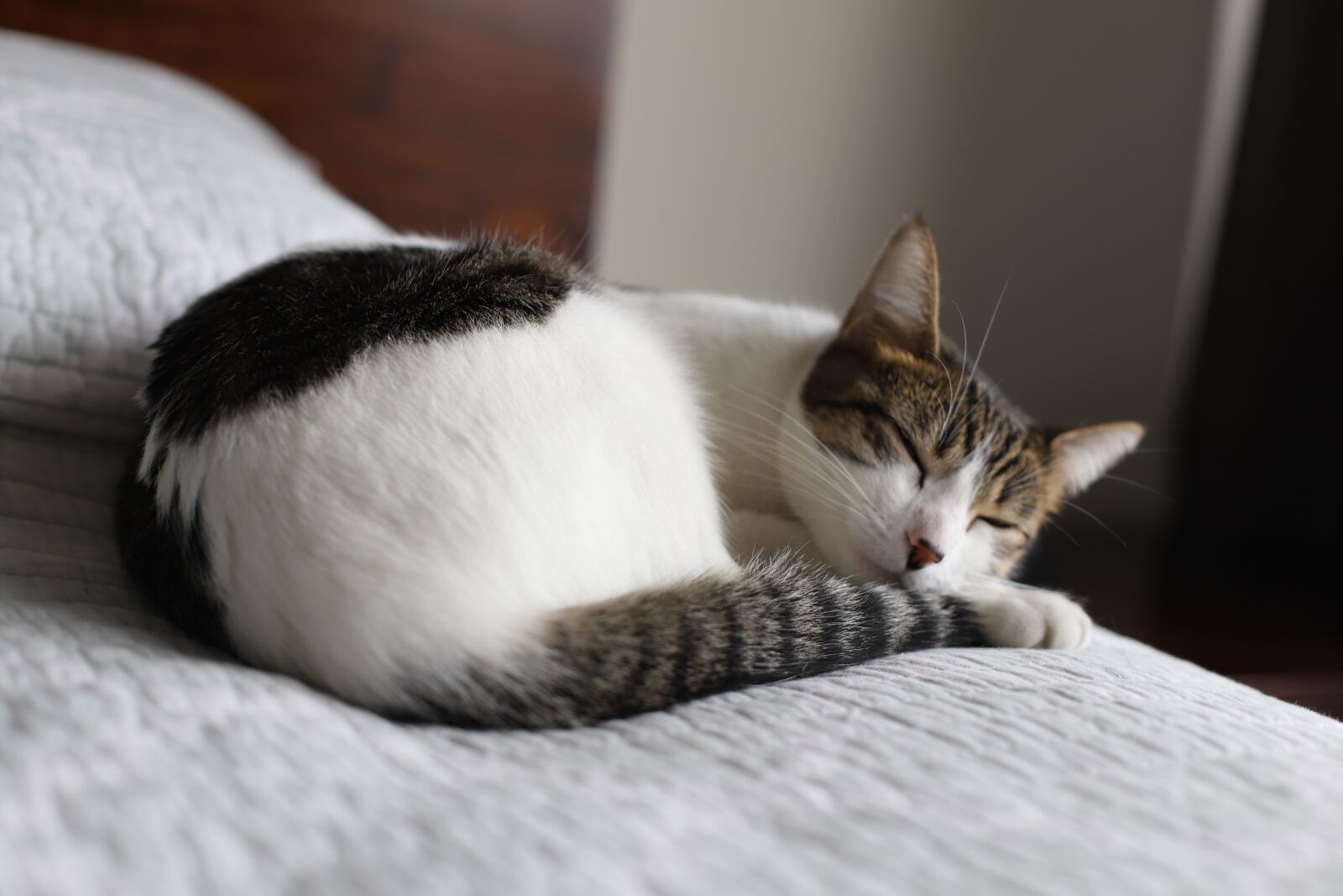Canon EF 50mm F1.4 USM sample photo. Cat, sleepy cat, kitty photography