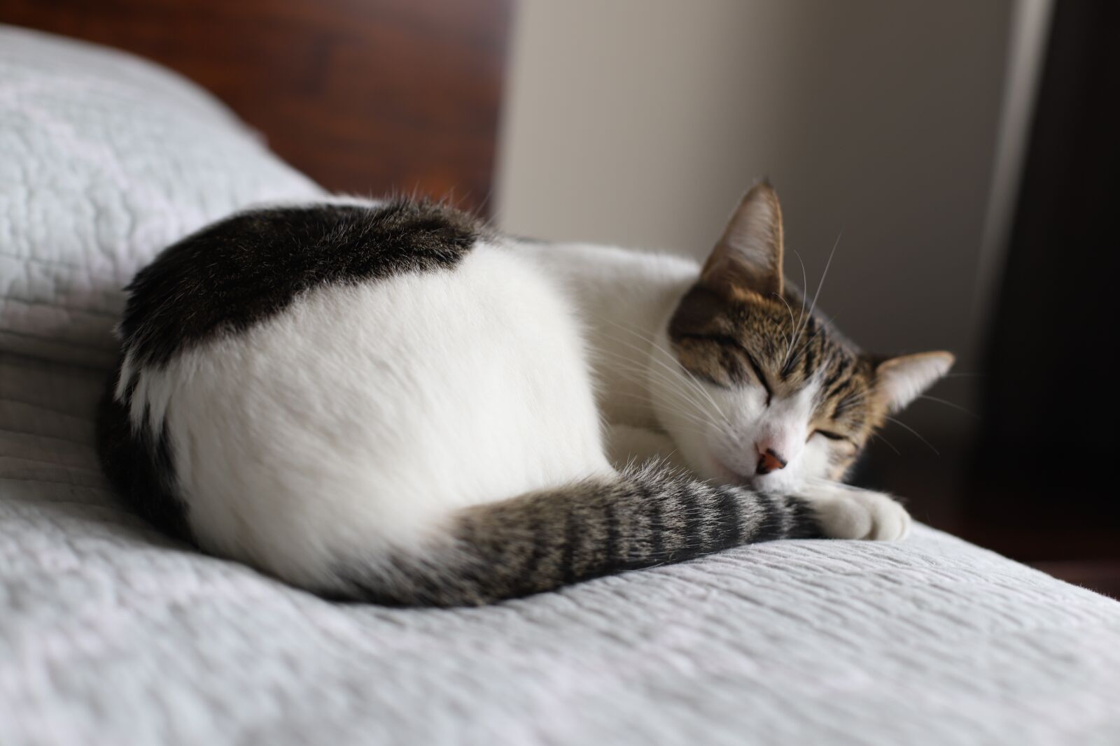 Canon EOS 6D Mark II + Canon EF 50mm F1.4 USM sample photo. Cat, sleepy cat, kitty photography