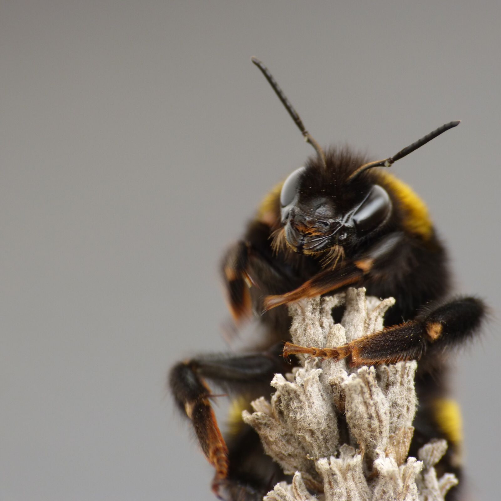 Panasonic DMC-FZ62 sample photo. Bee, hummel, insect photography