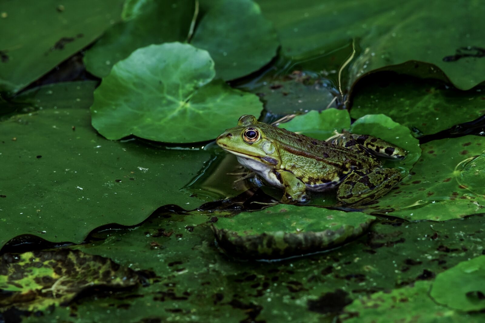 Sony ILCA-77M2 sample photo. Frog, amphibian, pond photography
