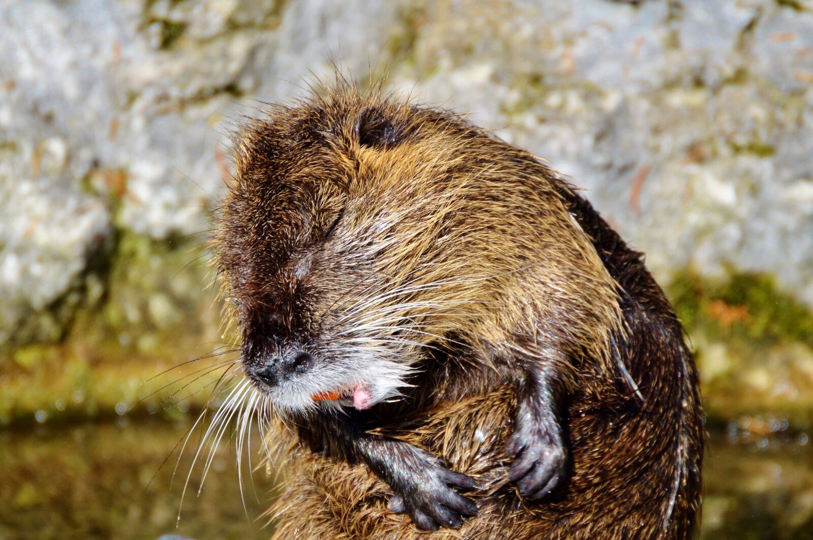Nikon D3200 sample photo. Nutria, rodent, water rat photography