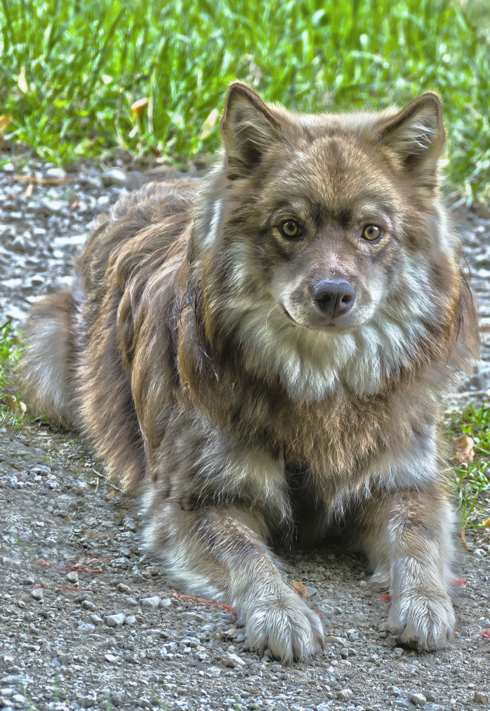 Panasonic Lumix DMC-FZ1000 sample photo. Dog, lapphund, male photography