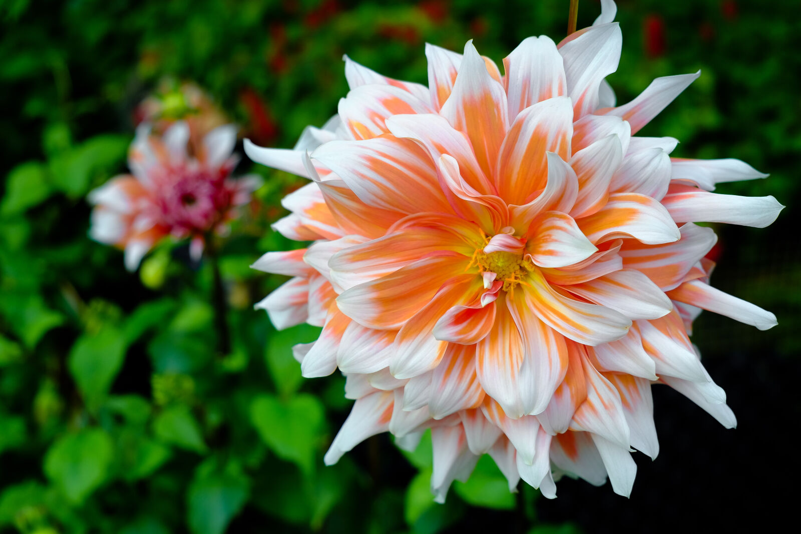Fujifilm X-T1 sample photo. Beautiful, flowers photography