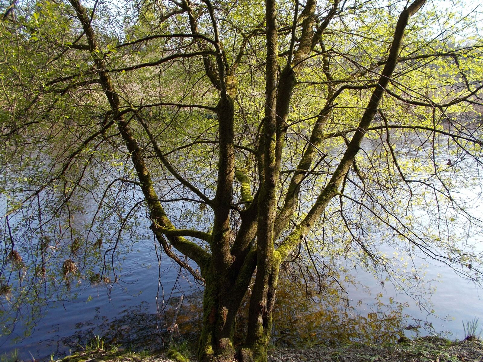 Nikon Coolpix L31 sample photo. Tree, nature, natural photography