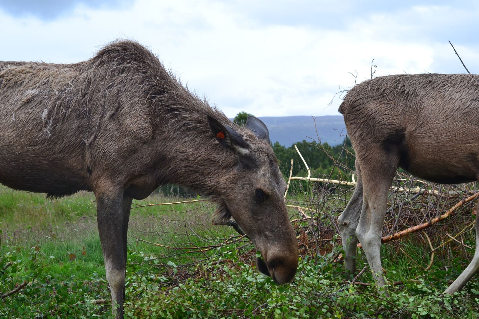 Nikon D3100 sample photo. Moose, nature, park photography