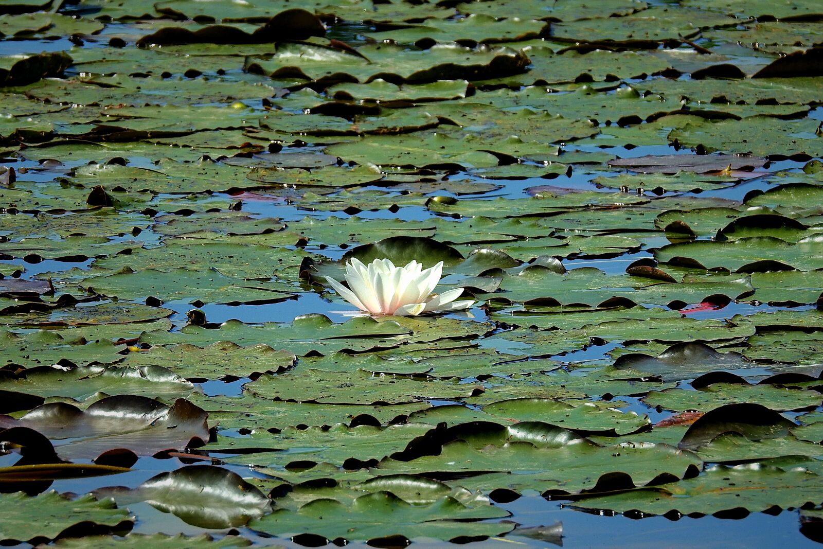 Nikon Coolpix P900 sample photo. Water lily, nature, pond photography