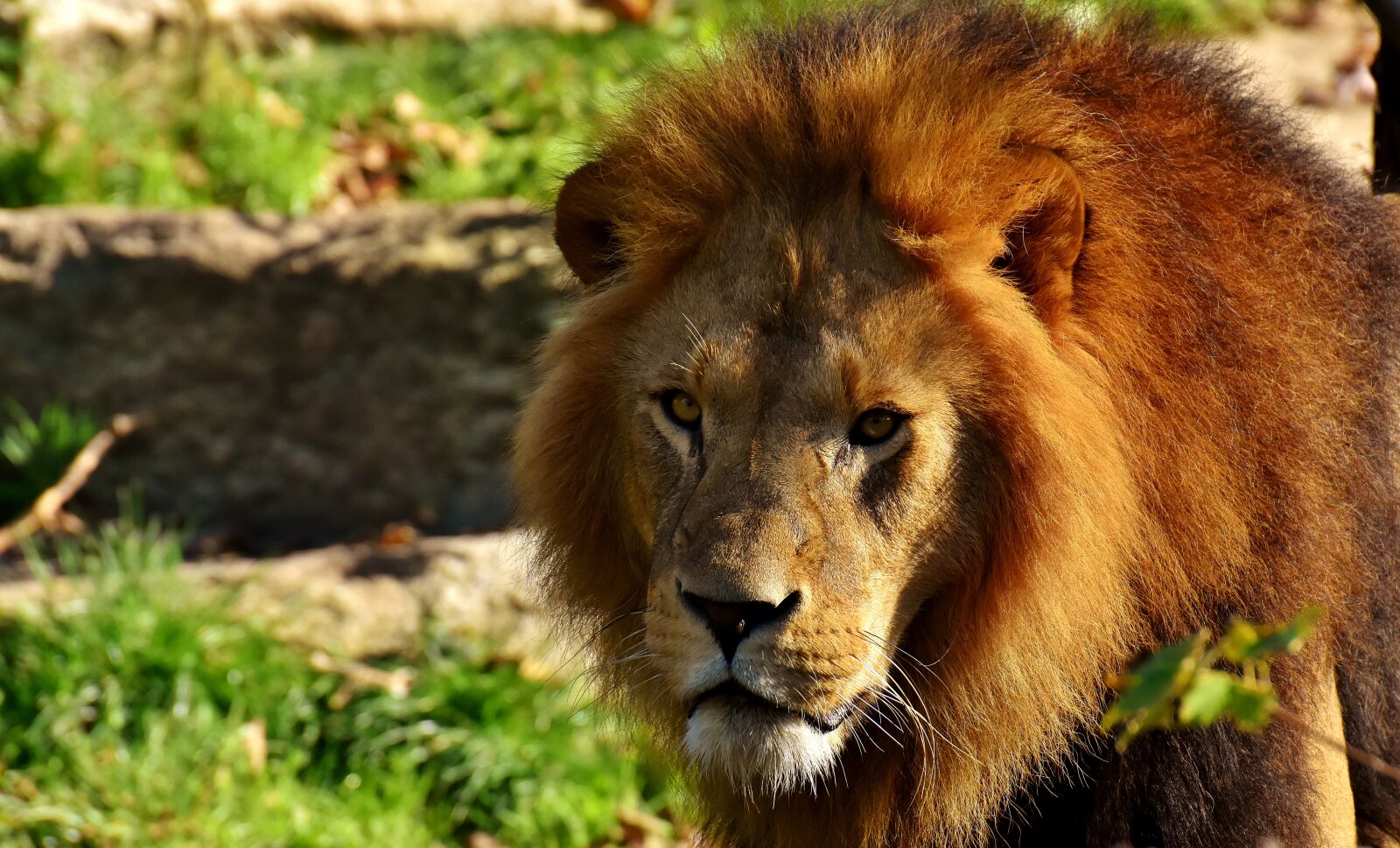 Nikon D7200 sample photo. Lion, predator, dangerous photography
